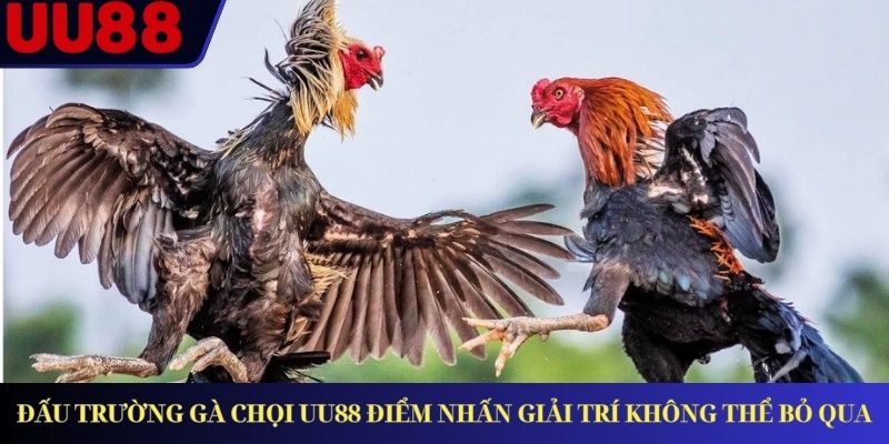 Đấu Trường Gà Chọi Uu88 Điểm Nhấn Giải Trí Không Thể Bỏ Qua