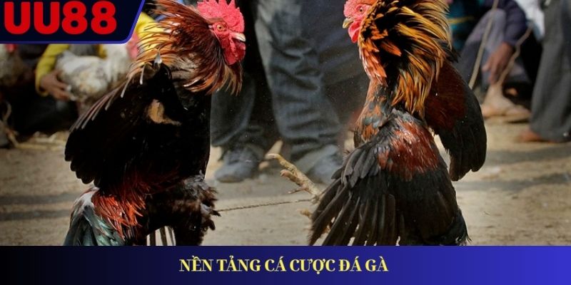 Nền tảng cá cược đá gà 